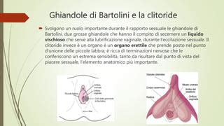 ghiandole skene|Ghiandola di Skene